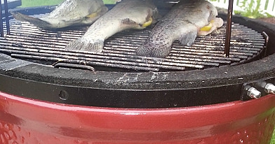 Rūkyta žuvis kamado tipo kepsninėje - rūkyti ešeriai