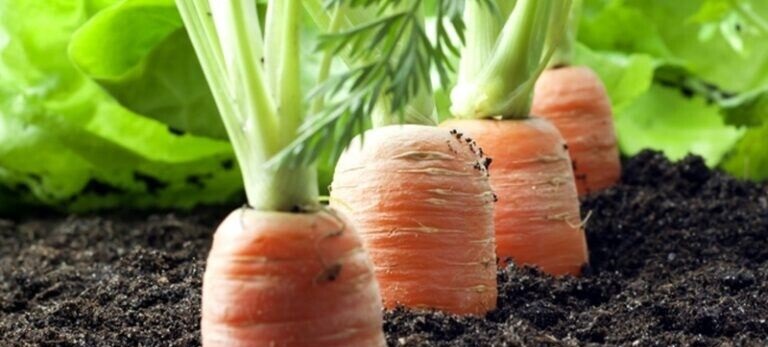 Ypatingas būdas, kaip lengvai pasodinti morkas savo darže!