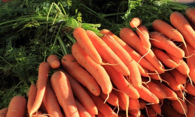 Ypatingas būdas, kaip lengvai pasodinti morkas savo darže!