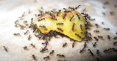 Paprastas ir patikrintas būdas kovoti su skruzdėlėmis sode be cheminių medžiagų
