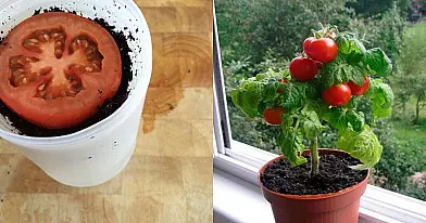 Skaniausi pomidorai ištisus metus, kuriuos sugebės išauginti kiekvienas