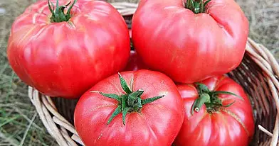 NEABEJODAMA REKOMENDUOJU: Mažos skanių ir sultingų pomidorų auginimo paslaptys