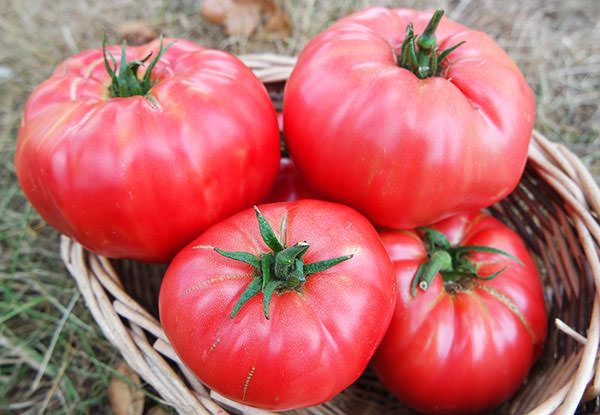 NEABEJODAMA REKOMENDUOJU: Mažos skanių ir sultingų pomidorų auginimo paslaptys