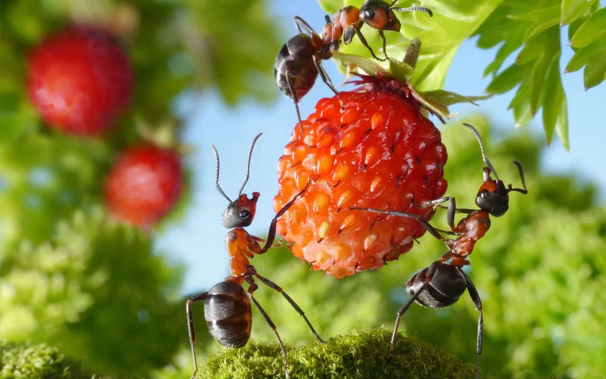 6 naminės priemonės, kaip apsaugoti pomidorus ir bulves nuo ligų. Paruoškite sveiką derlių!