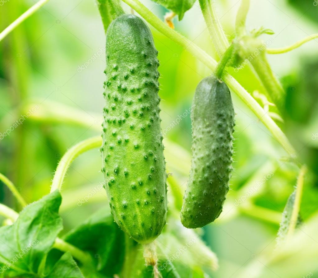 Stebuklingas agurkų tręšimas atvirame grunte: liaudiškos agronomų priemonės