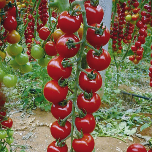 Pomidorus patręškite stebuklingu mišiniu: paskui nespėsite krauti į krepšius