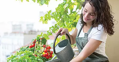 POMIDORŲ EKSPERTĖ IŠMOKĖ teisingai laistyti pomidorus – dabar jų derlius visiems daro įspūdį