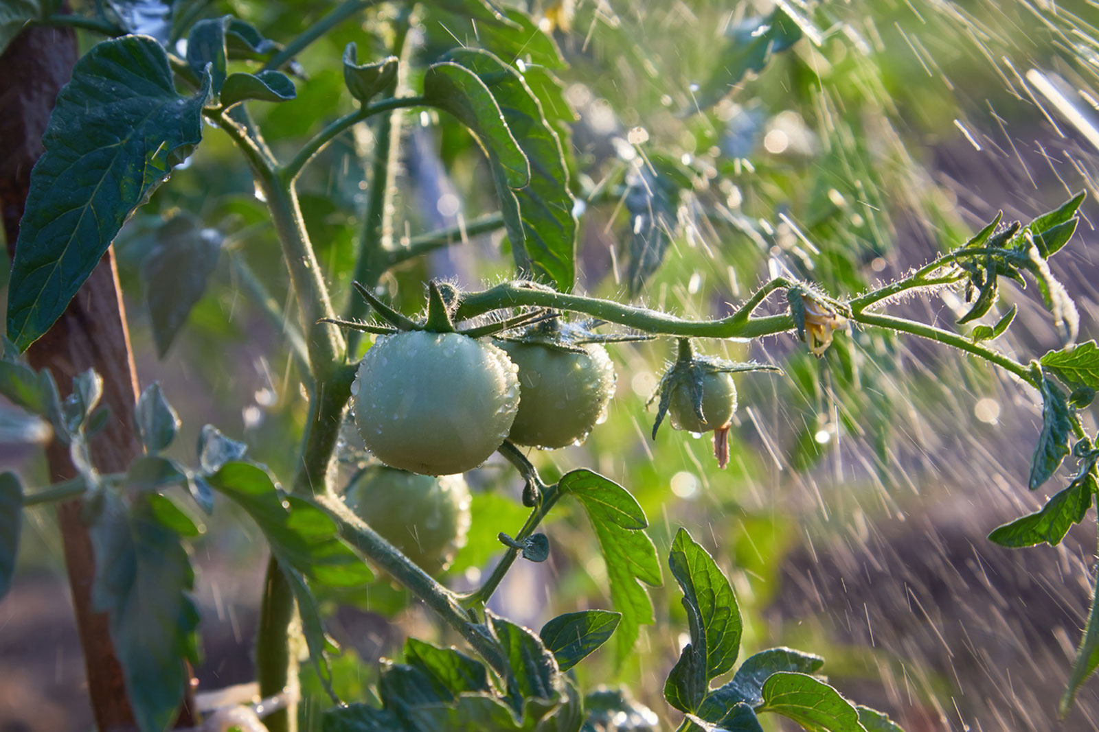POMIDORŲ EKSPERTĖ IŠMOKĖ teisingai laistyti pomidorus – dabar jų derlius visiems daro įspūdį