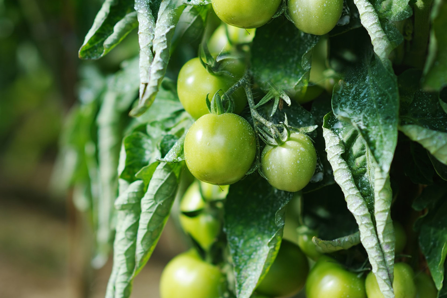 Varėniškis pasidalino trąšų receptu – pomidorai dera lyg pašėlę