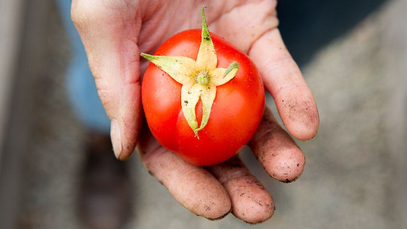 Tavo pomidorai žydi, bet nemezga vaisių, krinta žiedai? Profesionalai labai aiškiai ir suprantamai, kodėl