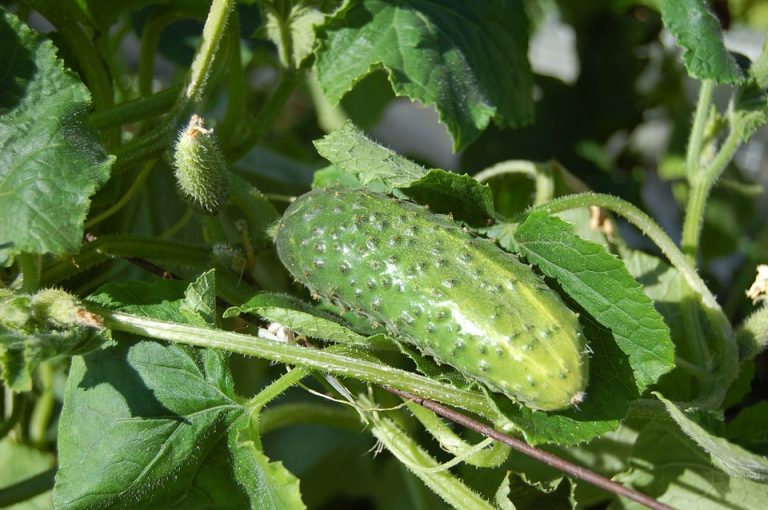 Stebuklingas agurkų tręšimas atvirame grunte: liaudiškos agronomų priemonės