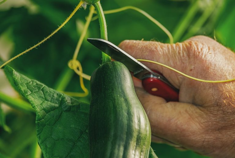 Stebuklingas agurkų tręšimas atvirame grunte: liaudiškos agronomų priemonės