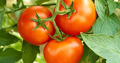 4 pomidorų auginimo paslaptys: augs skanūs ir sultingi