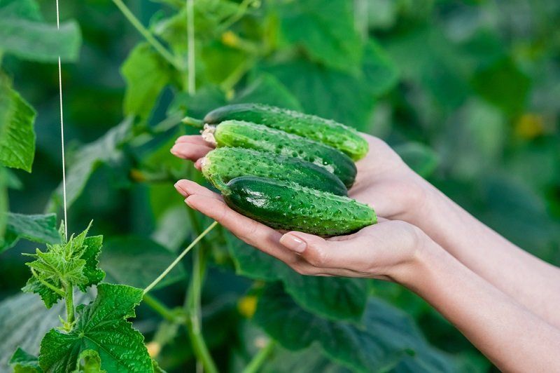 Palaistykite šiuo mišiniu agurkus: sužaliuos akimirksniu