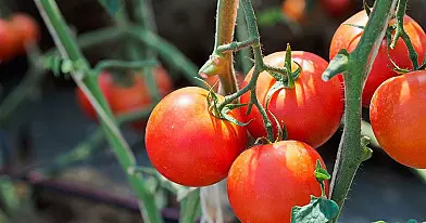 Šitai sužinoję, nespėsite rinkti naminių pomidorų: visi pavydės