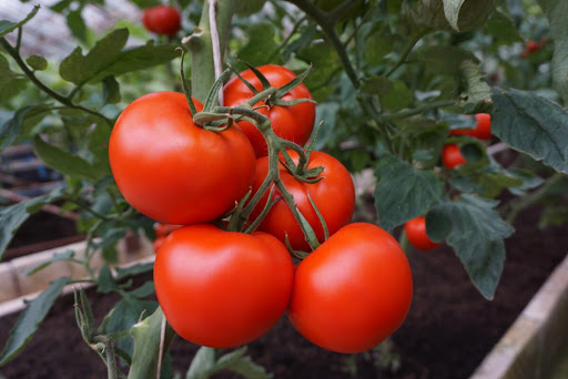 Atlikę šiuos veiksmus sulauksite gausesnio pomidorų derliaus: kaimynai klaus, kaip pavyko
