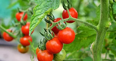 Atlikę šiuos veiksmus sulauksite gausesnio pomidorų derliaus: kaimynai klaus, kaip pavyko