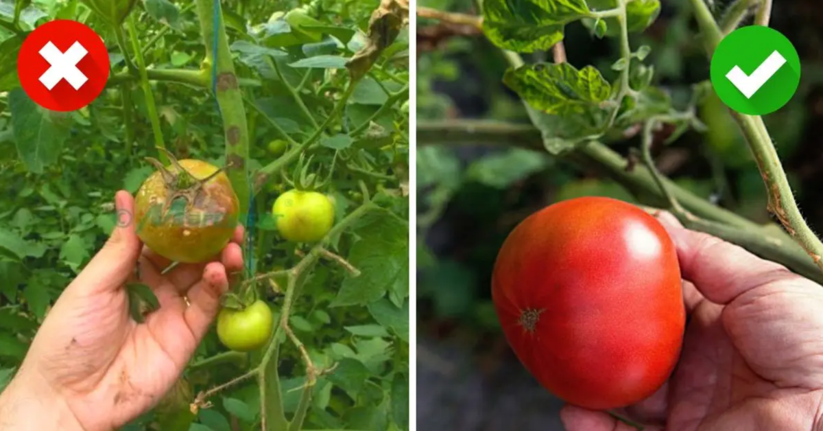 6 naminės priemonės, kaip apsaugoti pomidorus ir bulves nuo ligų. Paruoškite sveiką derlių!