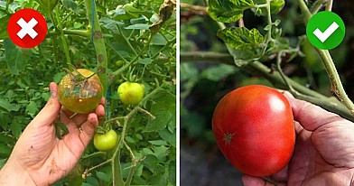 6 naminės priemonės, kaip apsaugoti pomidorus ir bulves nuo ligų. Paruoškite sveiką derlių!